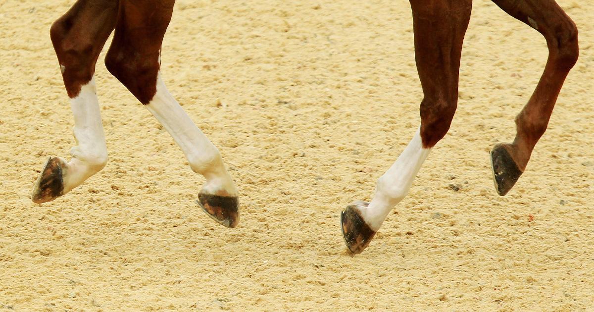 FeaturedIntroTemplate_Equestrian - Action Images 3964883.jpg